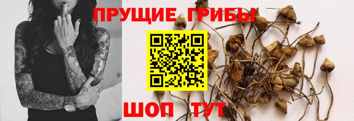 Псилоцибиновые грибы GOLDEN TEACHER  Вход с VPN  Корсаков  Галлюциногенные грибы Cubensis 